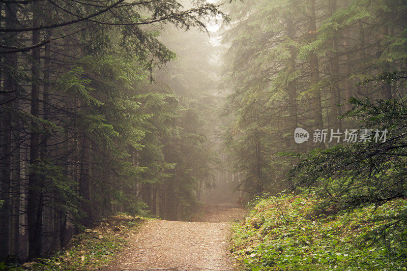 森林中的神秘之路。