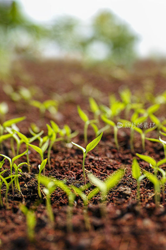 刚在土壤中发芽的新鲜绿色幼苗慢慢地长出了很浅的田地。