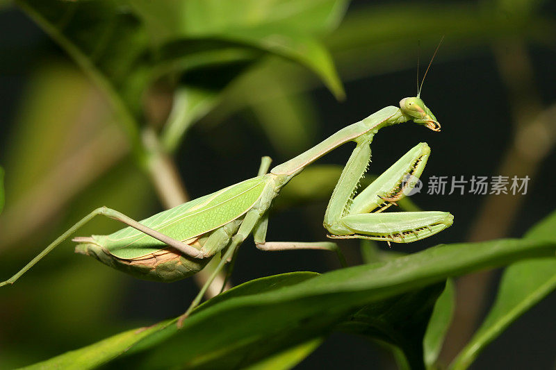 绿螳螂面(宏)