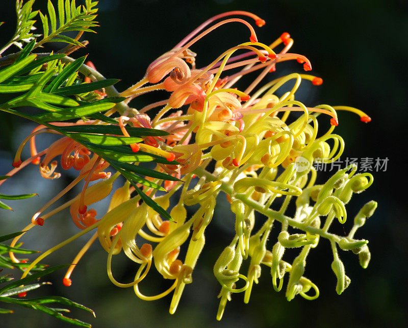 澳大利亚Grevillea