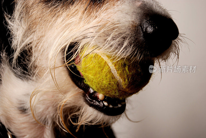狗嘴和网球