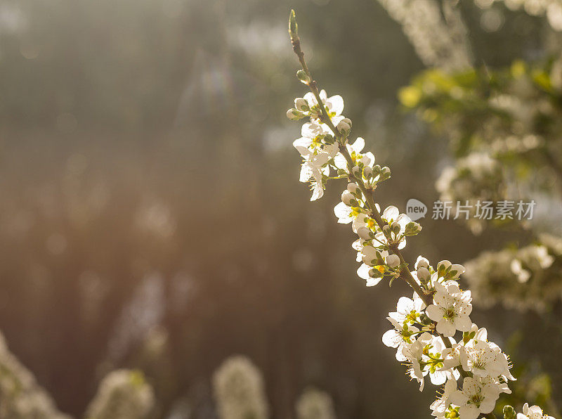 白色的花朵