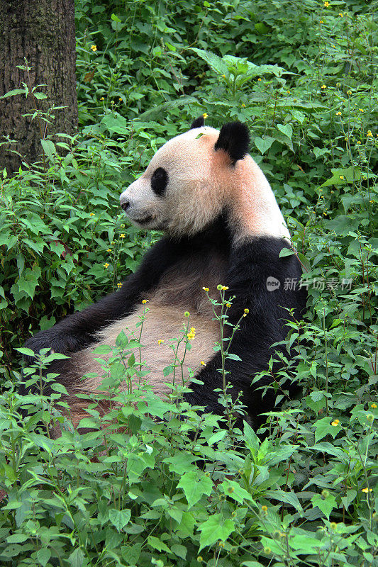 熊猫坐在树林中的植物中——中国