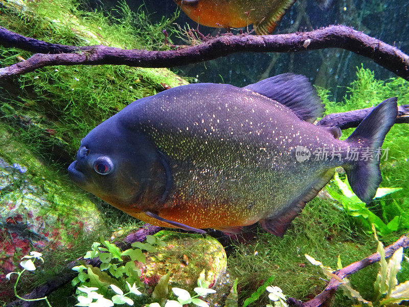 热带水族馆中的大型红腹食人鱼图片