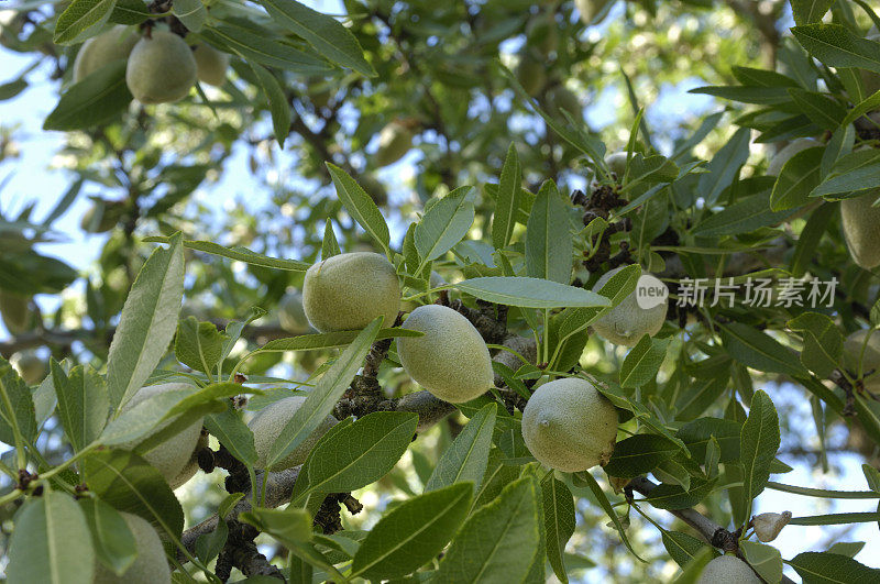 树上成熟的杏仁的特写