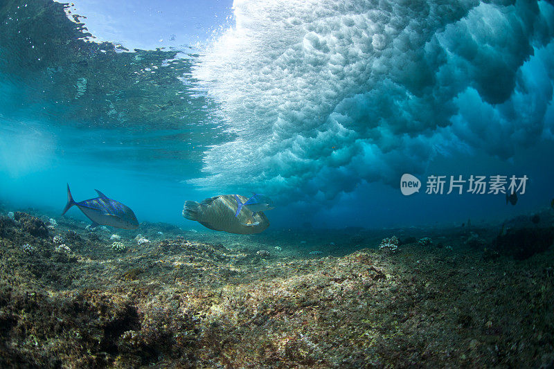 在清澈的海水中，波浪掠过热带鱼