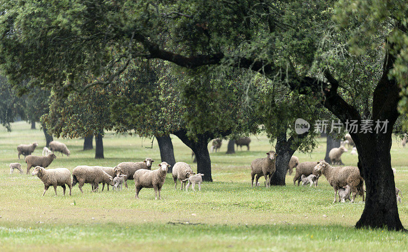 西班牙埃斯特雷马杜拉橡树下的羊群
