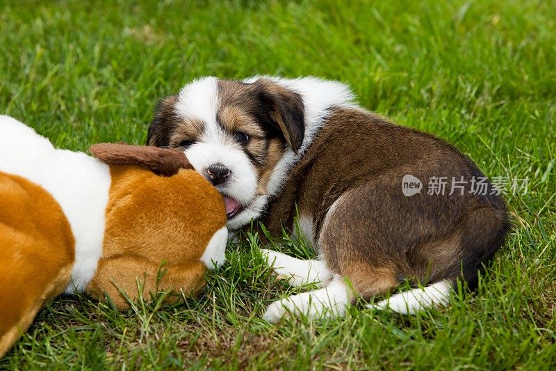 可爱的藏獒幼犬在草地上玩耍