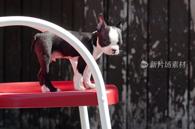 小狗波士顿梗犬