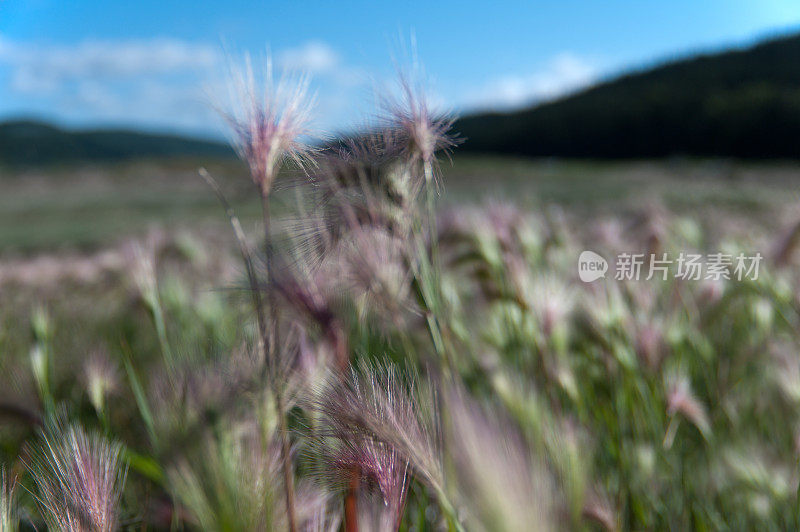 沼泽干草抽象特写