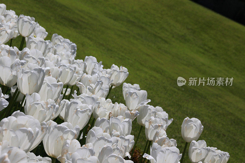 白色郁金香花朵