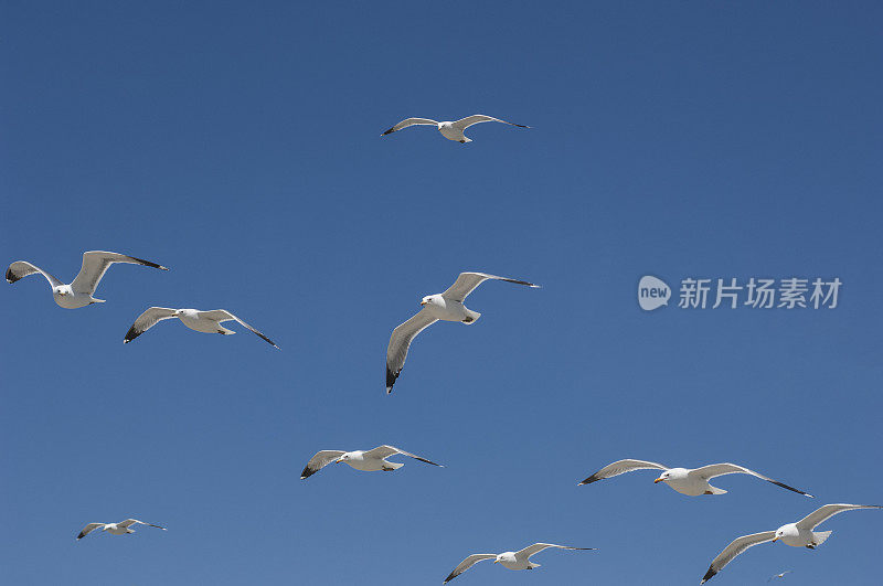 加利福尼亚海鸥在头顶飞过