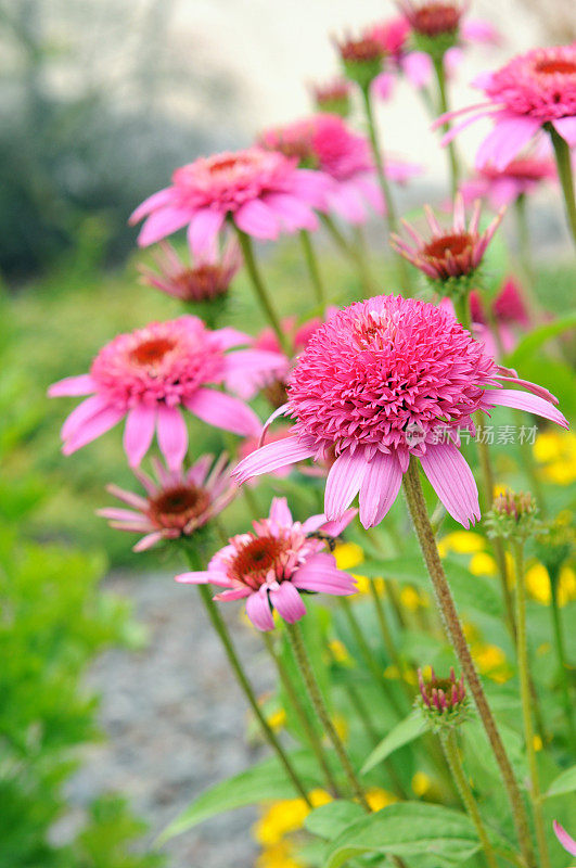 紫松果菊(紫锥菊)