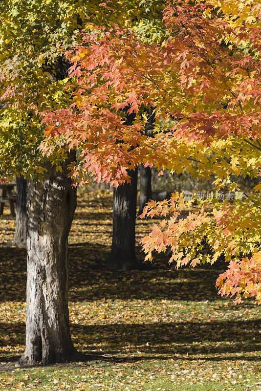 密歇根州秋天的颜色变化