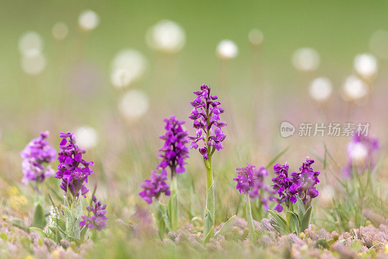 绿翼兰花或绿脉兰花(与兰花同义)