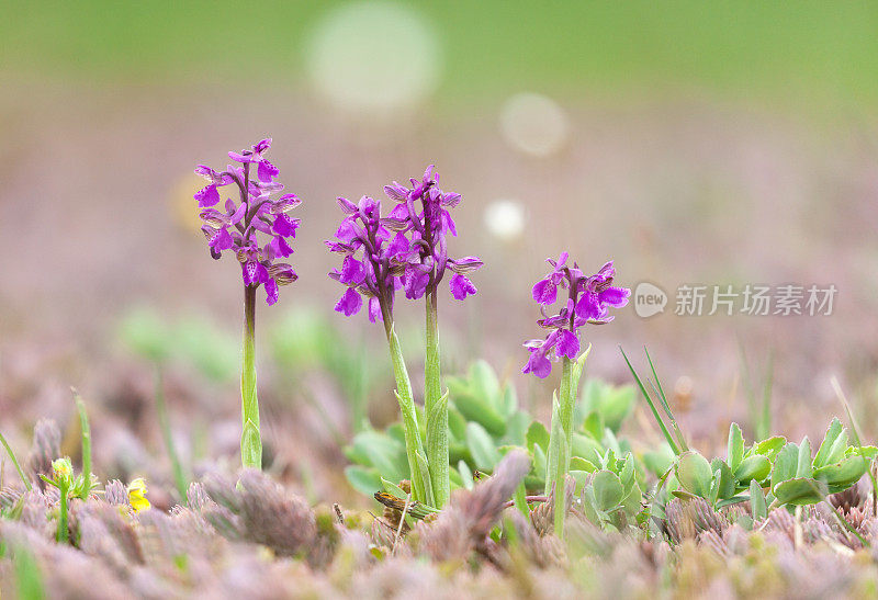 绿翼兰花或绿脉兰花(与兰花同义)