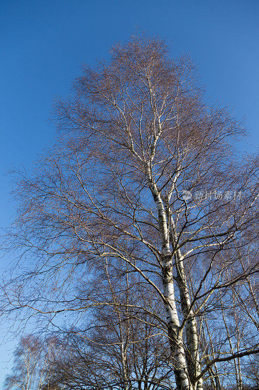 冬天的光秃秃的桦树