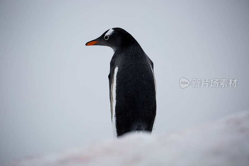 南极洲:加林德斯岛上的巴布亚企鹅
