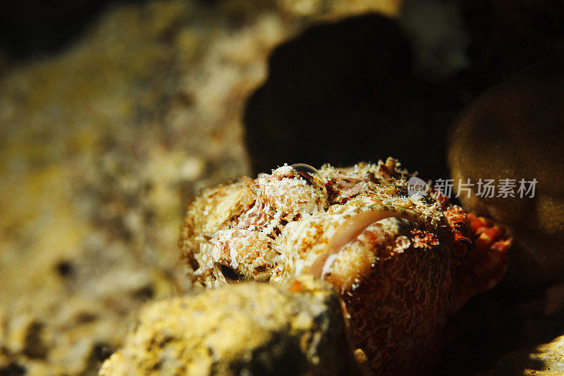 水下海洋生物珊瑚礁