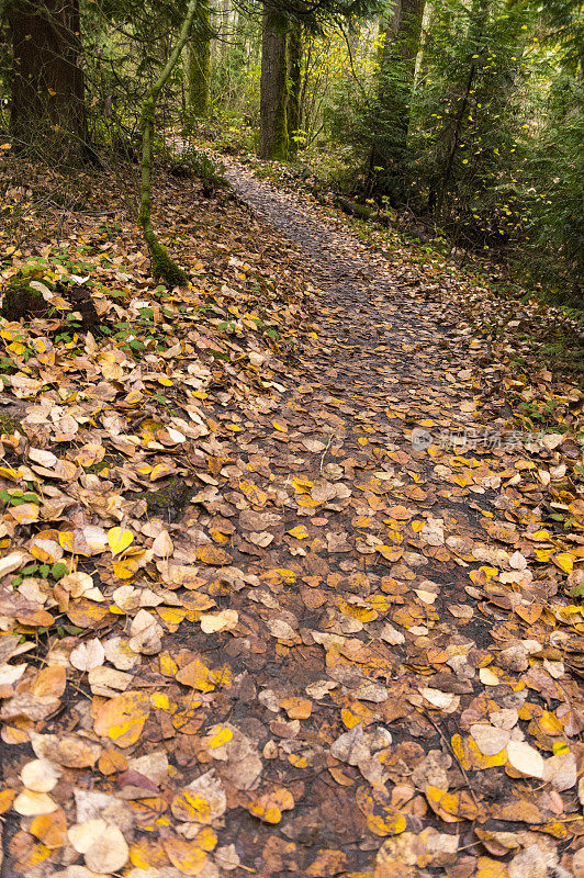 通往西俄勒冈森林的秋叶徒步旅行路线