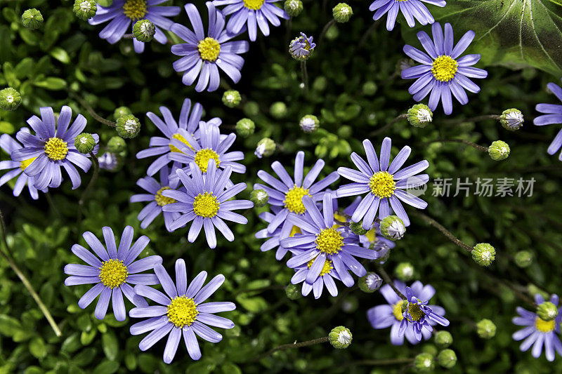 花坛背景的紫色雏菊花