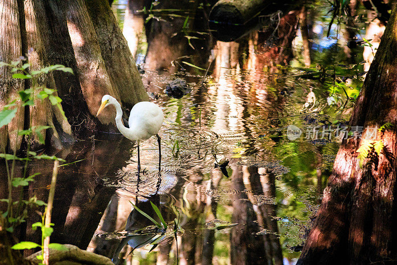 白鹭，白鹭鸟狩猎在大沼泽大柏树沼泽河