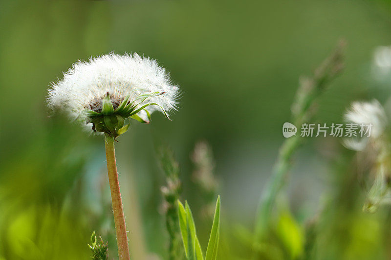 春天的绿背景，蒲公英