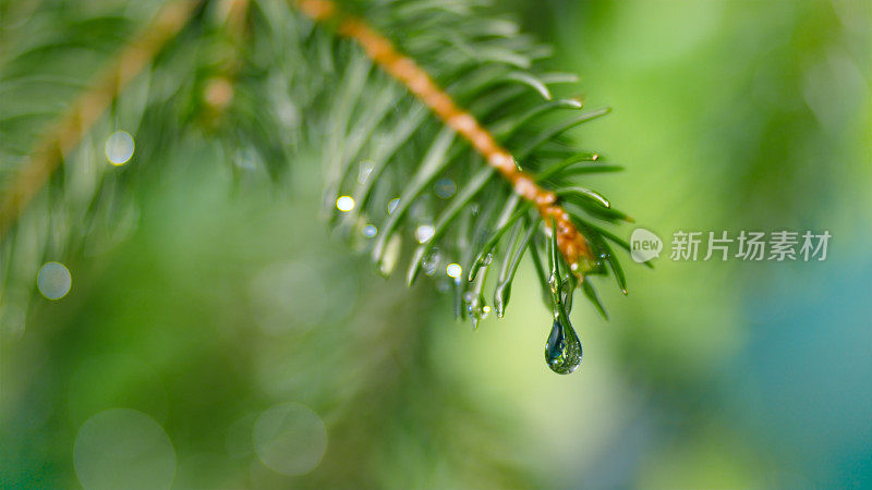 水滴从树叶上落下