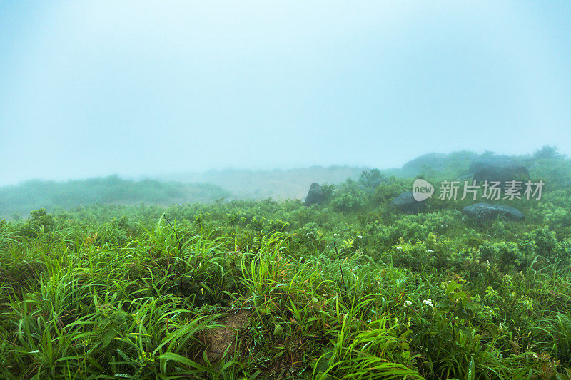 雾天的草地在山顶上