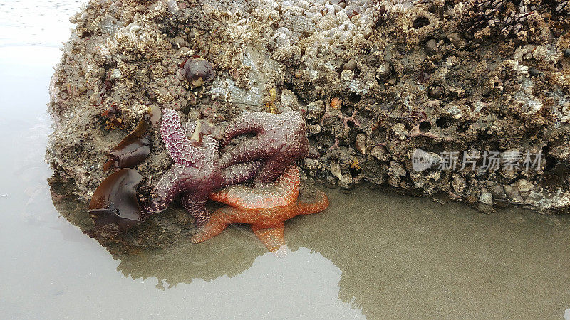 海星海星，岩石，太平洋西北，奥林匹克国家公园，华盛顿