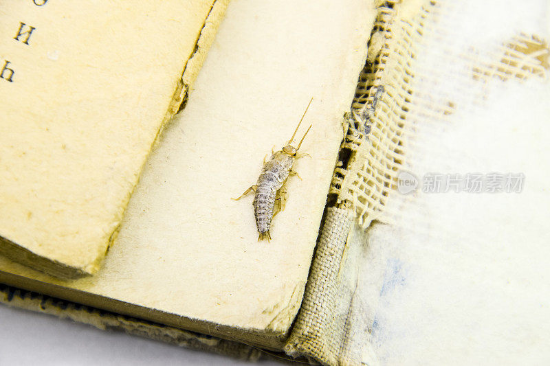 有害的书籍和报纸。以纸蠹虫为食的昆虫