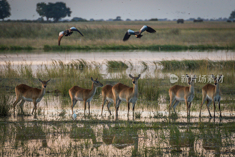 湿地中的红羚羊和上面的鸟类