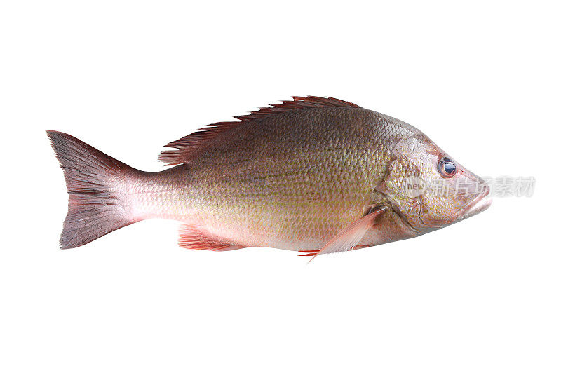 新鲜的红鲷鱼或鹿角鱼孤立在一个