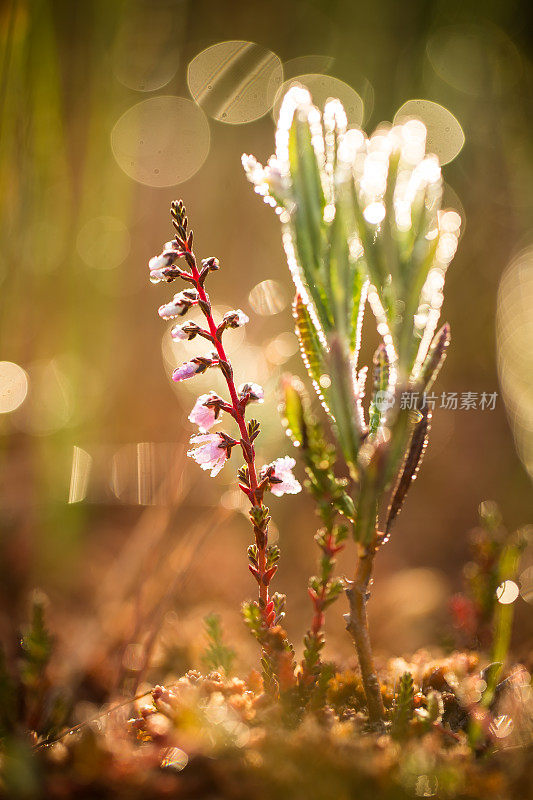 在晨曦中，沼泽中生长着一株美丽的粉红色石南花。