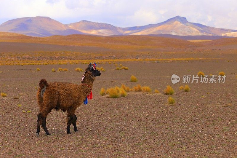孤独的羊驼安第斯美洲驼行走在玻利维亚高原，动物野生动物在玻利维亚安第斯高原和田园诗般的阿塔卡马沙漠，火山景观全景-波托西地区，玻利维亚安第斯，智利，Bolívia和阿根廷边境