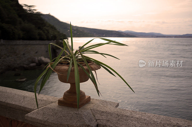 意大利，弗廖利-威尼斯-朱利亚地区:植物花瓶和海洋