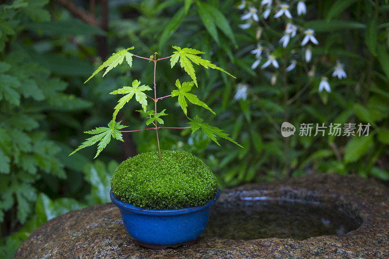 苔藓和蕨类植物在小花园的花盆里