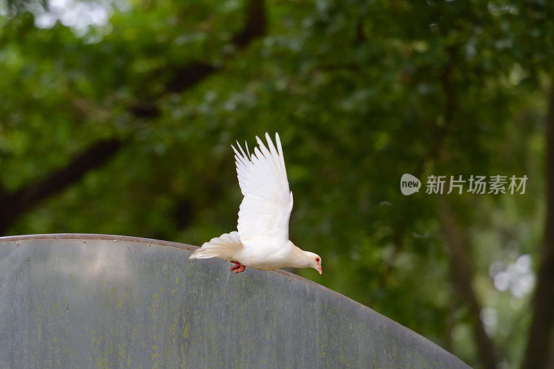 树上飞着鸽子