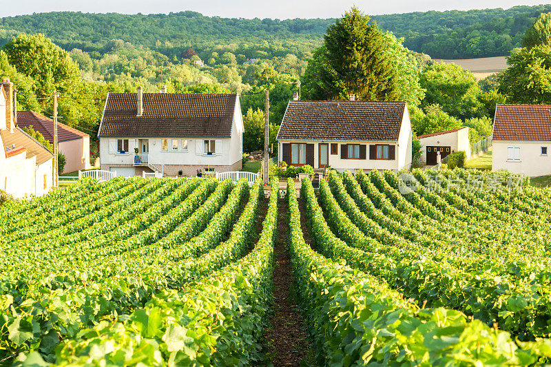 列藤绿色葡萄在香槟葡萄园在蒙太奇德兰斯农村背景，法国