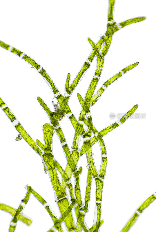 绿藻(Cladophora)分支的微观视图