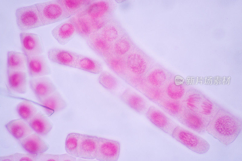 显微镜下的细胞分裂和细胞周期。
