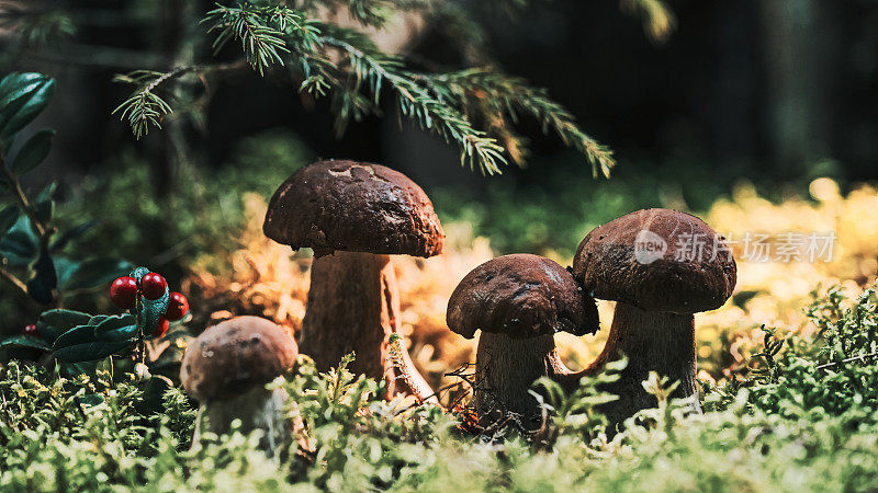 林间空地上枞树下的蘑菇