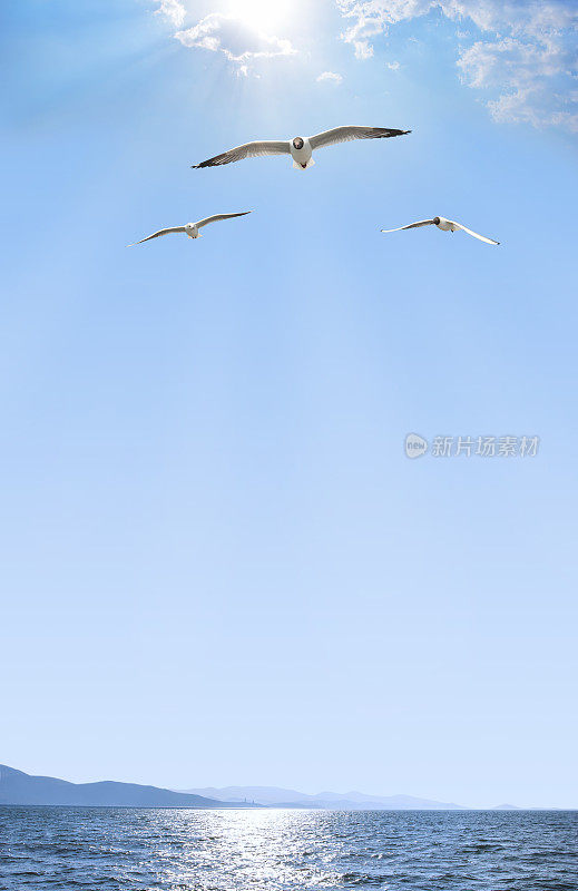 海鸥在湛蓝的天空中飞过湖面