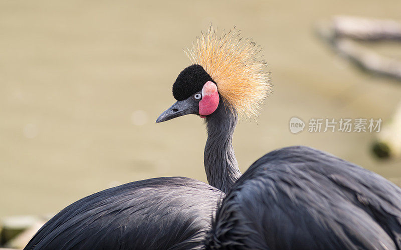 美丽的黑冠鹤“巴利阿里卡帕瓦妮娜”