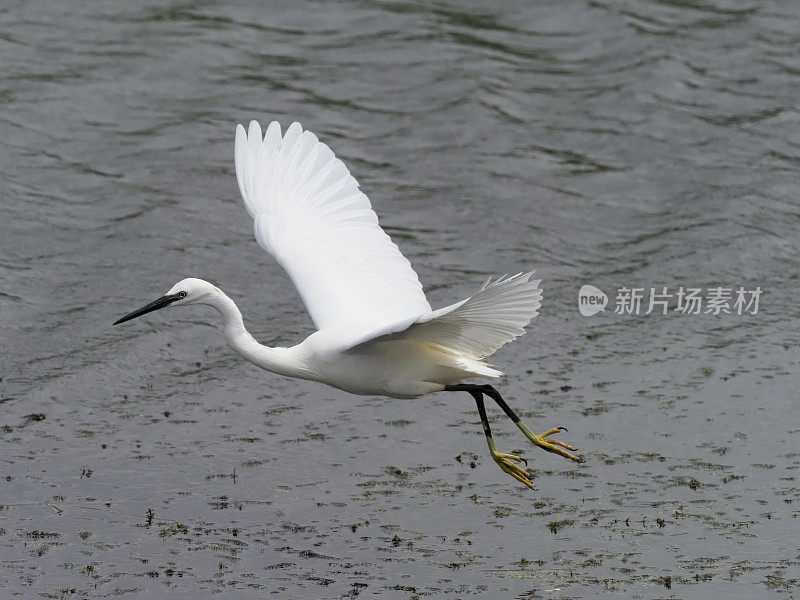 小白鹭，小白鹭