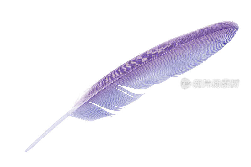 美丽的紫罗兰羽毛孤立在白色的背景
