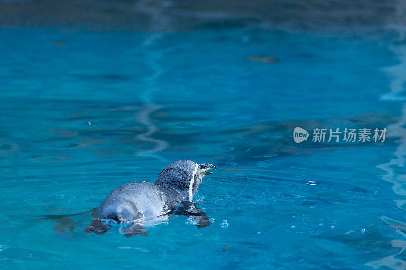 企鹅游泳