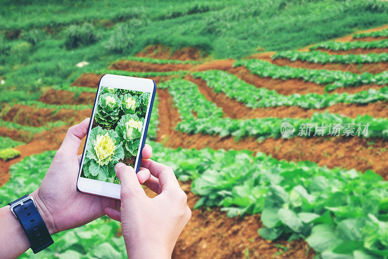 农学家在农业中使用智能手机农场(物联网农业概念)