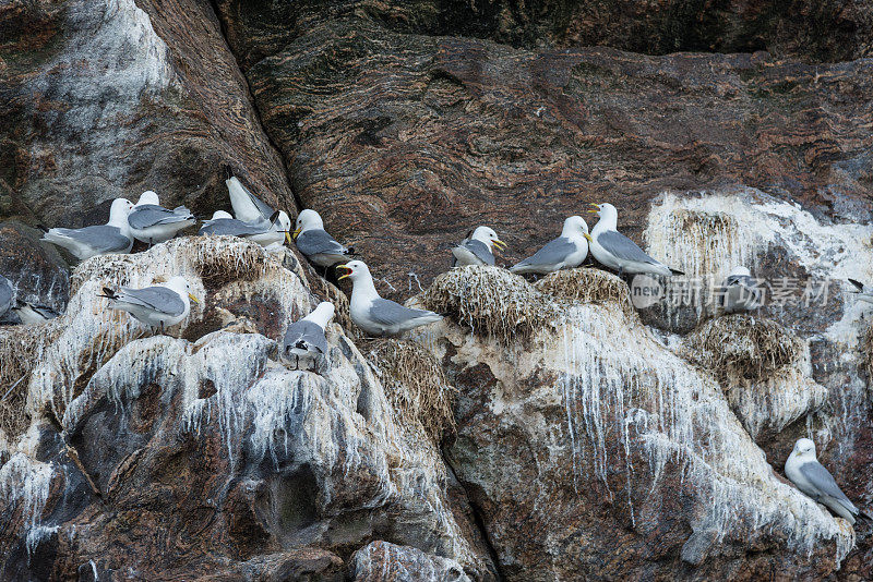 挪威罗浮敦夏日里的一群海鸥和海雀