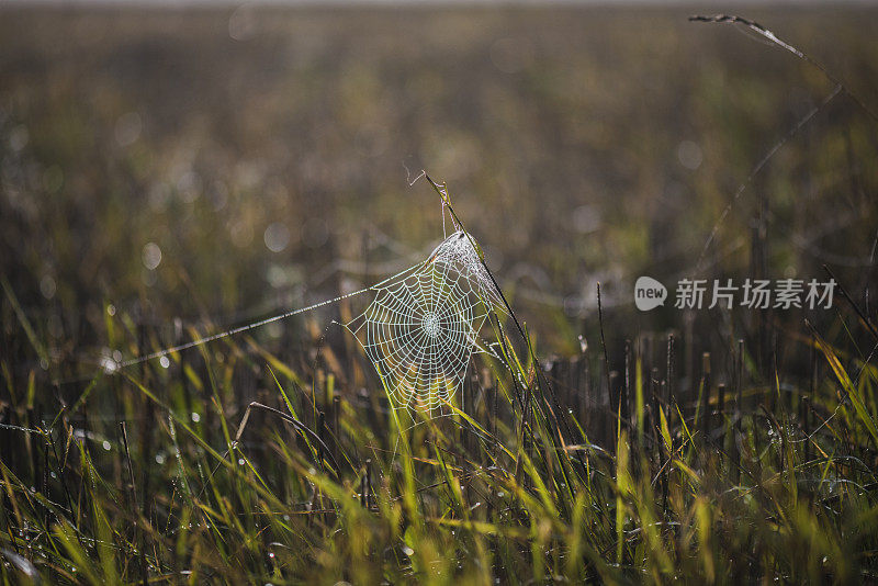 蜘蛛网在草地上